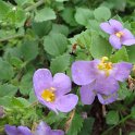 Bacopa diffusa 'Gulliver Dark Blue' (3)